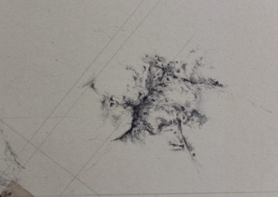 Even Deeper (detail) 2.pencil and rosemary developer on unbleached card 112cm x 81cm (2025)